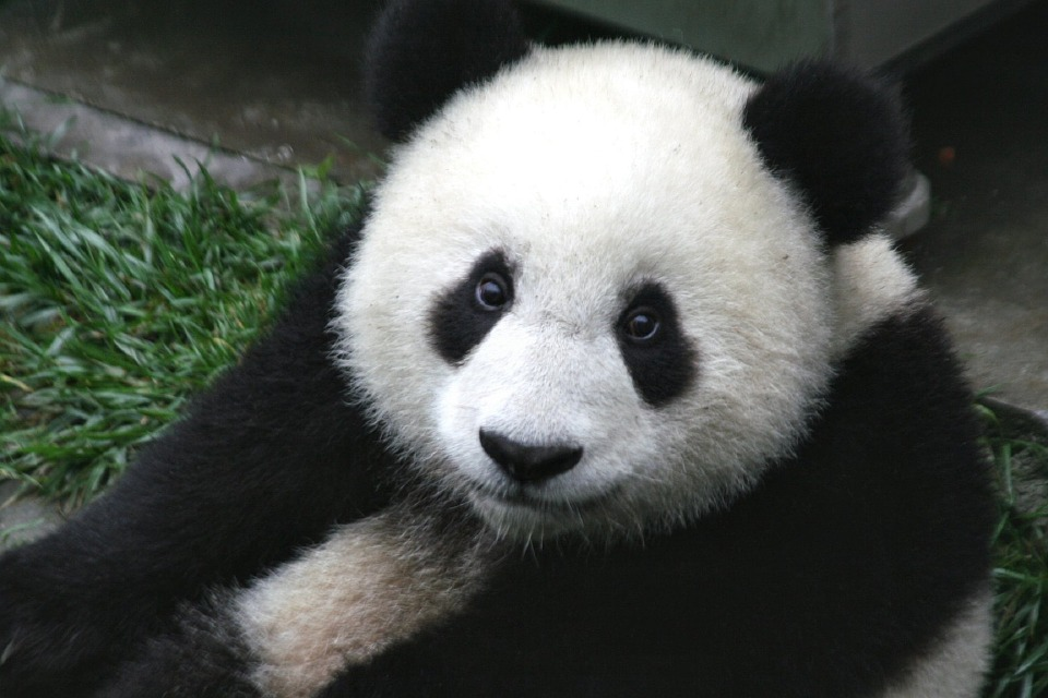 baby_panda
